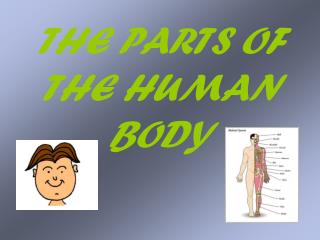 THE PARTS OF THE HUMAN BODY