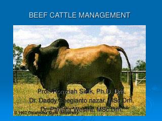 BEEF CATTLE MANAGEMENT