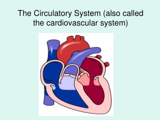 The Circulatory System (also called the cardiovascular system)