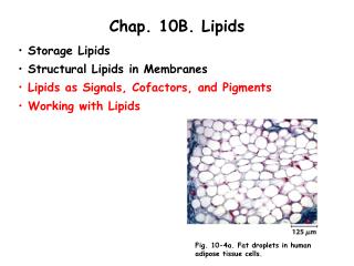 Chap. 10B. Lipids