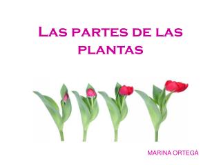 Las partes de las plantas