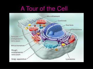 A Tour of the Cell