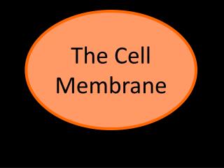 The Cell Membrane