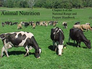 Animal Nutrition