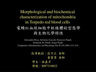 Morphological and biochemical characterization of mitochondria in Torpedo red blood cells