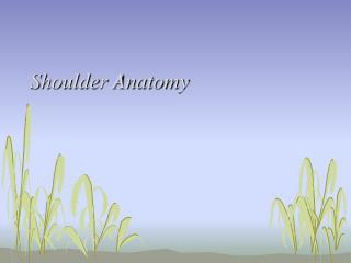 Shoulder Anatomy