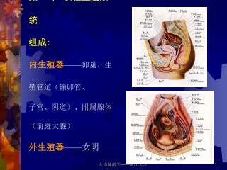 第二节 女性生殖系统 组成 : 内生殖器 —— 卵巢、生殖管道（输卵管 、 子宫、阴道）、附属腺体（前庭大腺） 外生殖器 —— 女阴
