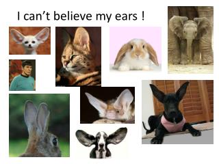 I can’t believe my ears !