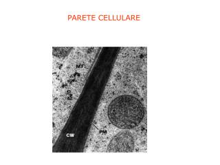 PARETE CELLULARE