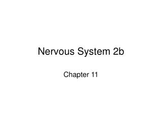 Nervous System 2b
