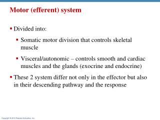 Motor (efferent) system