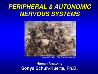 PERIPHERAL &amp; AUTONOMIC NERVOUS SYSTEMS Human Anatomy Sonya Schuh-Huerta, Ph.D.
