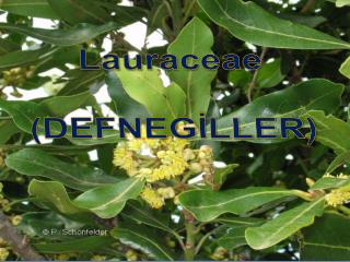 Lauraceae (DEFNEGİLLER)