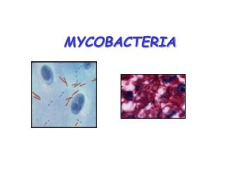 MYCOBACTERIA