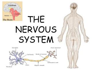 THE NERVOUS SYSTEM