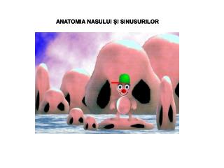 ANATOMIA NASULUI ŞI SINUSURILOR