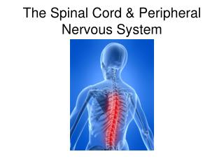 The Spinal Cord &amp; Peripheral Nervous System