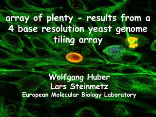 array of plenty - results from a 4 base resolution yeast genome tiling array