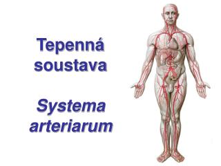 Tepenná soustava Systema arteriarum