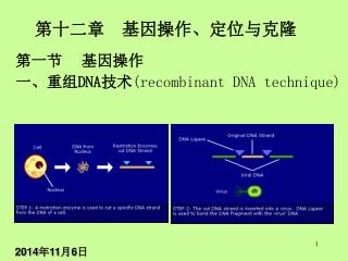 第十二章 基因操作、定位与克隆