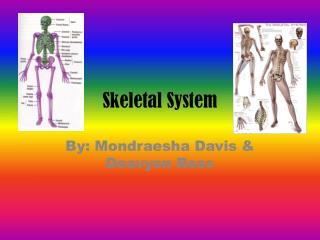 Skeletal System