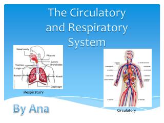 The Circulatory and Respiratory System