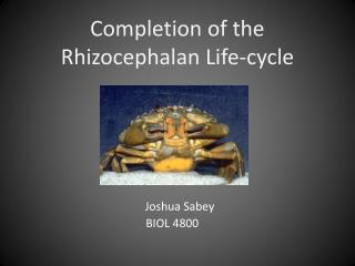 Completion of the Rhizocephalan Life-cycle