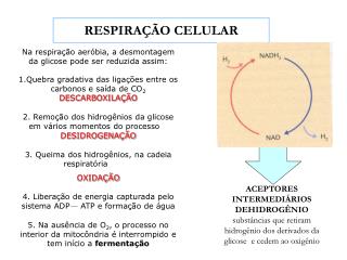 RESPIRAÇÃO CELULAR