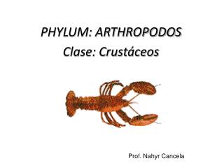 PHYLUM: ARTHROPODOS Clase: Crustáceos