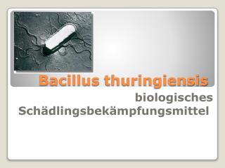 Bacillus thuringiensis