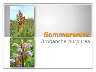 Sommerwurz