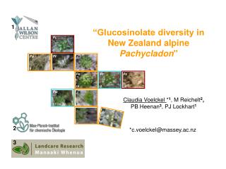 “Glucosinolate diversity in New Zealand alpine Pachycladon &quot;