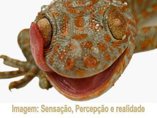 Imagem: Sensação, Percepção e realidade