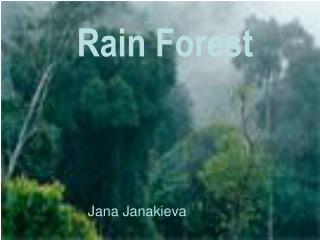 Rain Forest