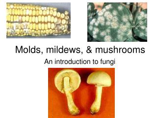 Molds, mildews, &amp; mushrooms