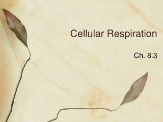 Cellular Respiration