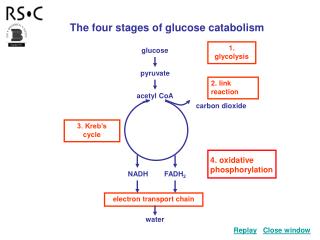 The four stages of glucose catabolism