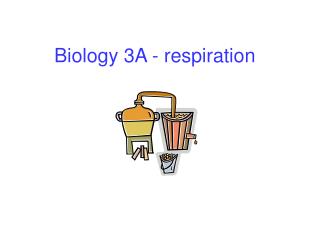Biology 3A - respiration