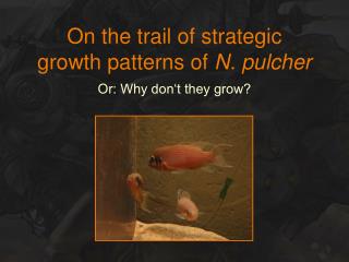 On the trail of strategic growth patterns of N. pulcher