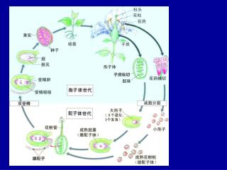 第二 篇 植物系统与分类学