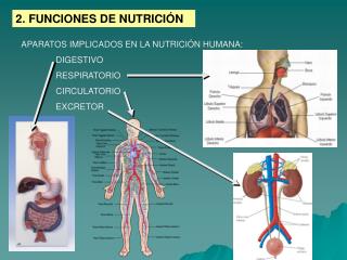 2. FUNCIONES DE NUTRICIÓN