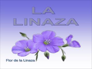 LA LINAZA