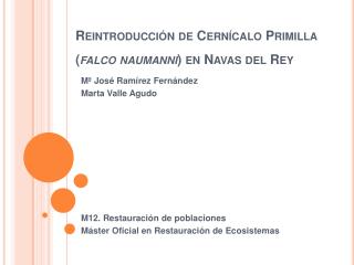 Reintroducción de Cernícalo Primilla ( falco naumanni ) en Navas del Rey