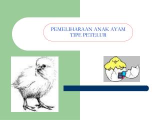 PEMELIHARAAN ANAK AYAM TIPE PETELUR