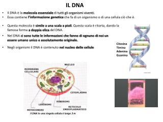 IL DNA