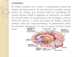 CEREBRO