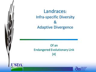 Landraces : Infra-specific Diversity &amp; Adaptive Divergence