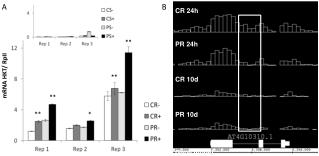 mRNA HKT/ RpII