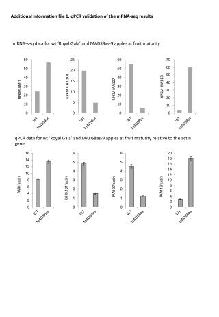 mRNA- seq data for wt ‘Royal Gala’ and MADS8as-9 apples at fruit maturity