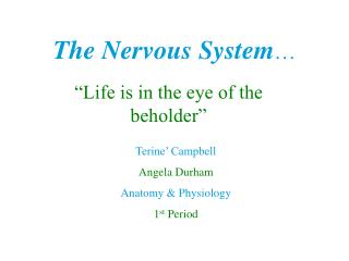 The Nervous System …